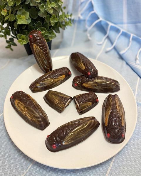 candice bloch cicada cookies.jpg